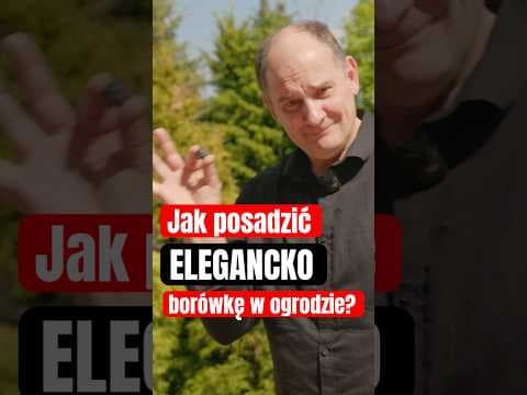 Jak elegancko posadzić borówkę w ogrodzie?