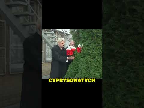Niepewne Sytuacje: Naturalne życzenia