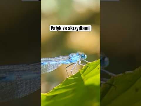 Dziwym ten kot…