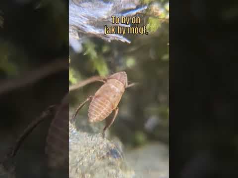 Alien Jurassic Predator