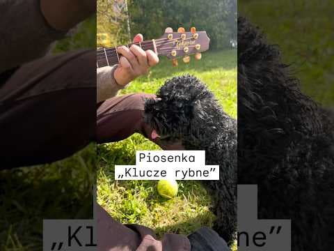 Dominik Kalbarczyk: Gitara, Muzyka, Viral