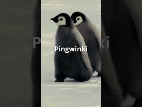 Tym razem Niepotrzebne Ciekawostki - Pingwini kidnaperzy