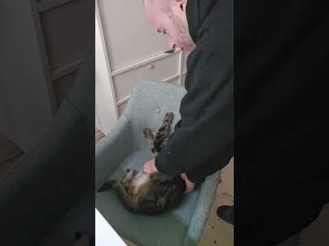 Radek Drożdż: Cat, Lifestyle, Work