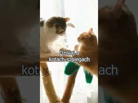 Czy zwierz, że… Koci szpiedzy!