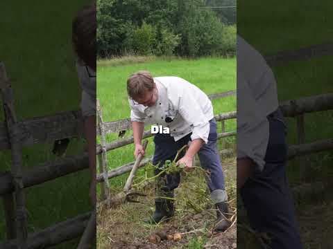 Jak kopać ziemniaki