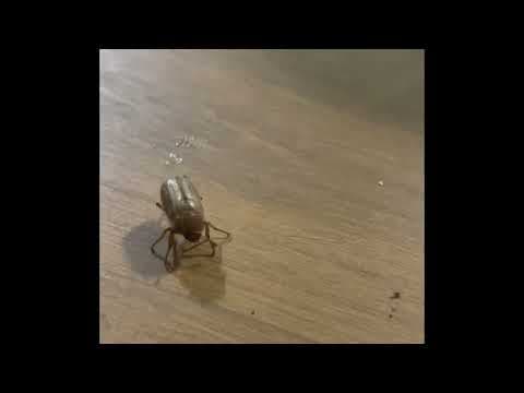 Idę czy nie idę (insect style).