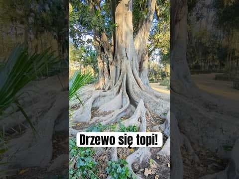 Drzewo się topi!