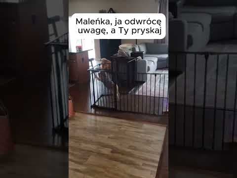 pryskaj