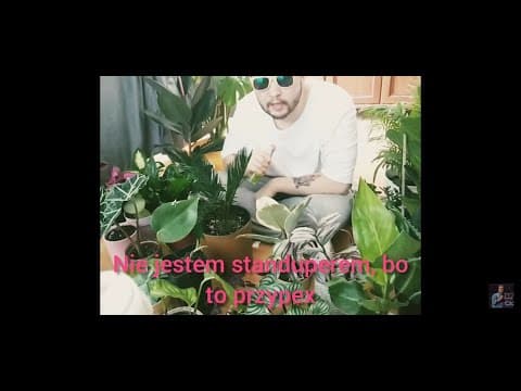 czardi P. - fristyl z roślinkami moimi