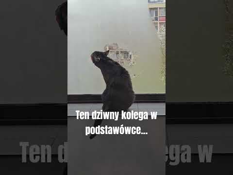 Kot liże szybę