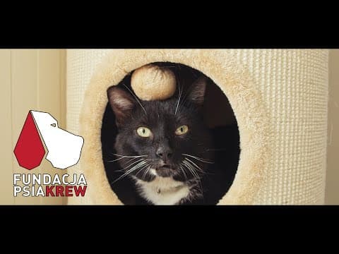 Otwarcie Kociarni w Kościerzynie - FUNDACJA PSIA KREW | 2020