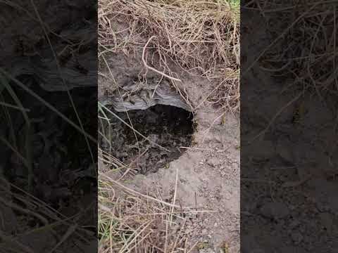Osy odbudowują gniazdo po ataku borsuka/Wasp rebuild their nest after badger attack