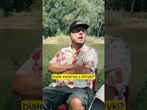 ⬛Koty i zwierzę z Afryki