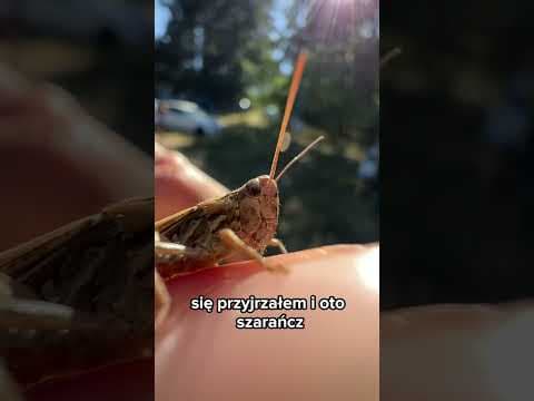 Szarańcz!