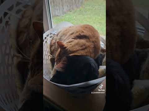 kotki śpią razem/cats sleeping together