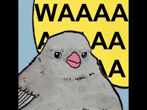 Annoying Bird Meme - Taco Hemingway i Szpaku WWA nie Berlin (Europa)