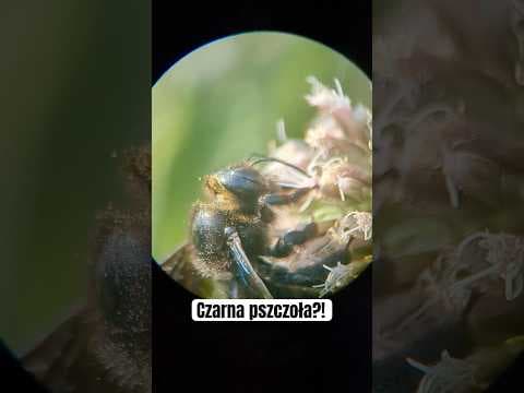 Trzmiel?