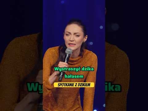 Dzik na spacerze