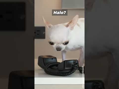 kto tu wpuścił konia?!