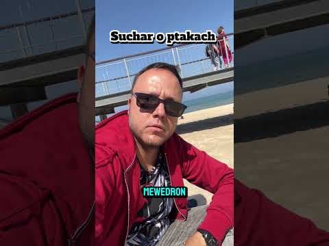 Suchar o ptakach
