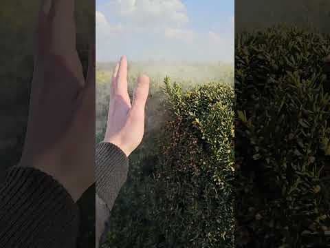 pozdrawiam alergików.