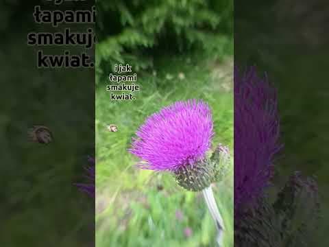 Mikro Żyćko a.k.a Paskudne Robactwo
