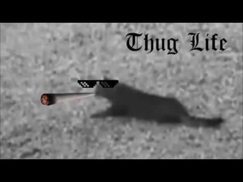 Thug Life - wiesz kto jest KOTEM!