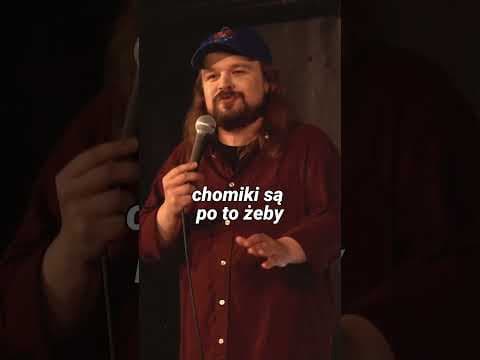 psiarze i kociarze experience