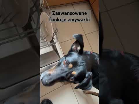 Bartosz Gajda: Polecie, Twójstary, Pies