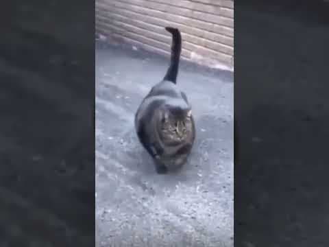 Kot ma te moc