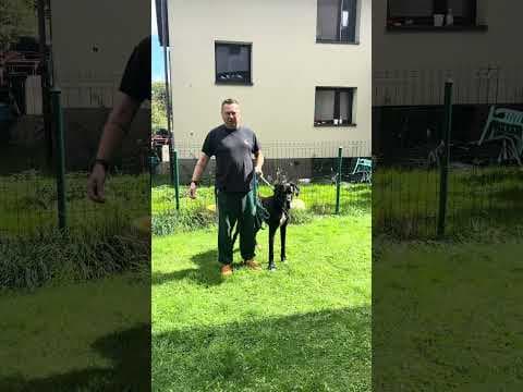 Bartosz Gajda: Polecie, Pies, Ogród