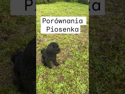 Dominik Kalbarczyk: Gitara, Muzyka, Viral
