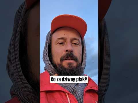 Góropatwa?