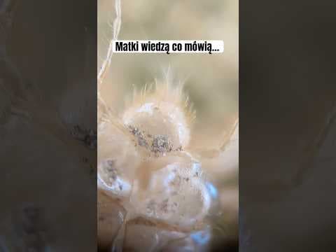 Kuba Śliwka: Robak, Matka