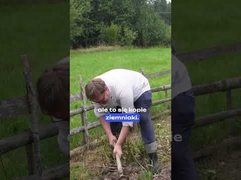 Ja się robi ziemniaki?