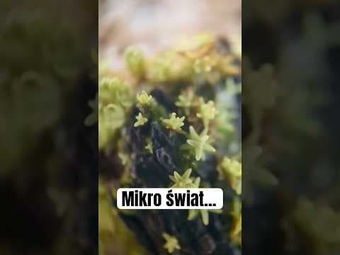 Taki mały, a taki sam