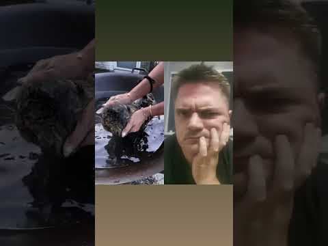 Kot ma lepsze spa, niż ja kiedykolwiek miałem
