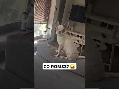 Palestra: POSTRACH OWCZARKÓW