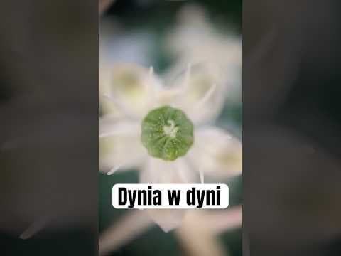 Pierdylion instancji