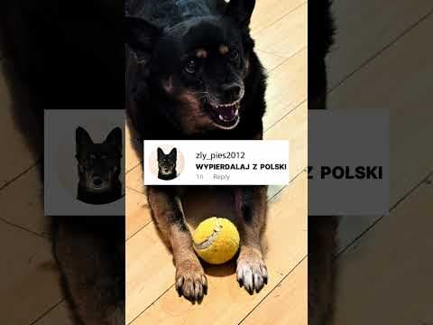 Pies ma w tym kraju więcej praw niż ja