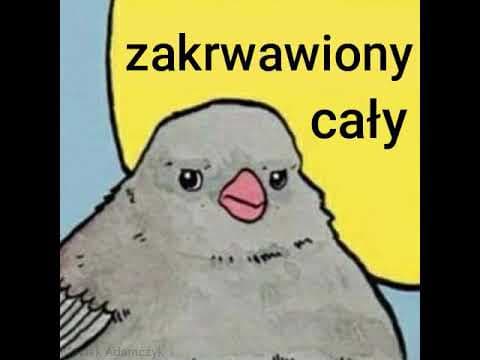 Annoying bird meme Taco Hemingway i Portier Cieszyński