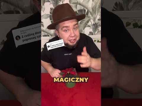 Magiczny Kalendarz AdwentowyDzień 4