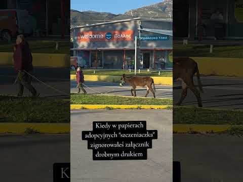 Adopcja