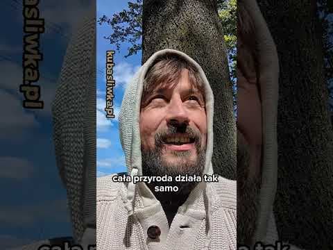 Ciasto napędem polskiej komedii!