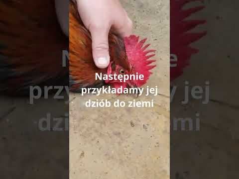 Hipnotyzowanie kur - na to mógł wpaść tylko człowiek