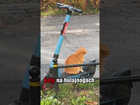Kukiryniarz czy Kociryniarz