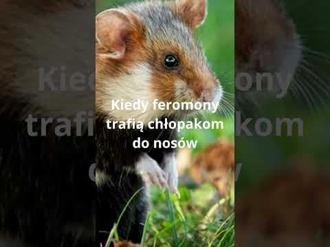 Coś nowego, czyli… Niepotrzebne Ciekawostki o chomiczkach!