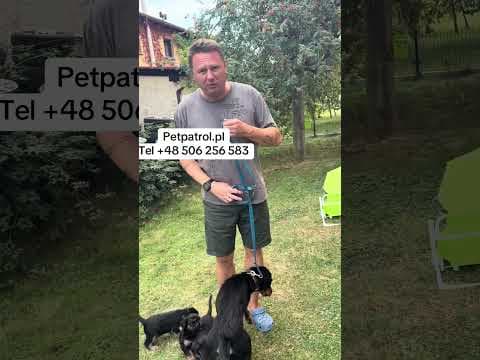 Bartosz Gajda: Polecie, Pies, Adopcjapsa