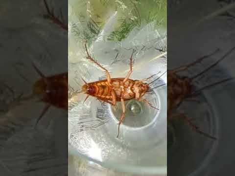 A kukaracza!