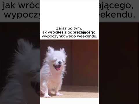 wypoczety - memy zabawne, funny z humorem